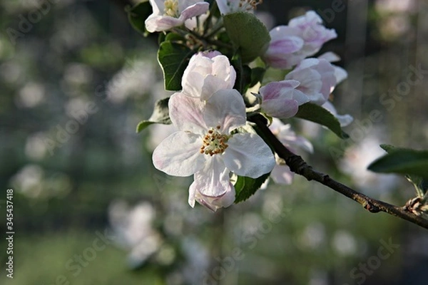Obraz 한국 견북 영일군 과수원 사과꽃입니다