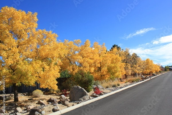 Fototapeta Yellow Tree