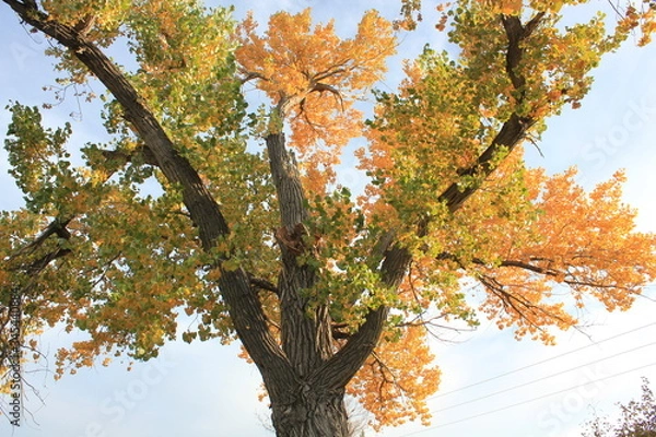 Fototapeta Yellow Tree