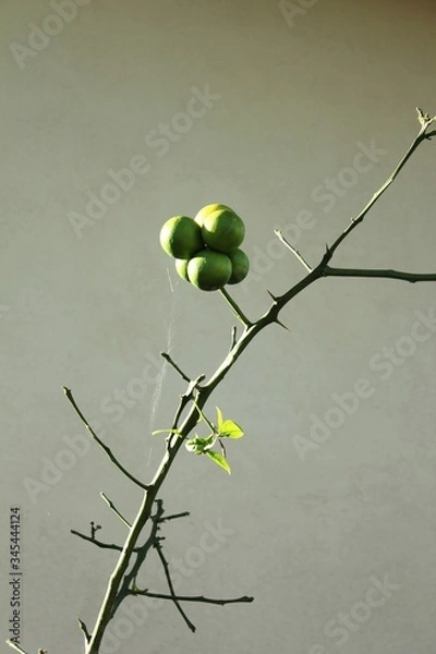 Fototapeta Fruit on a tree branch