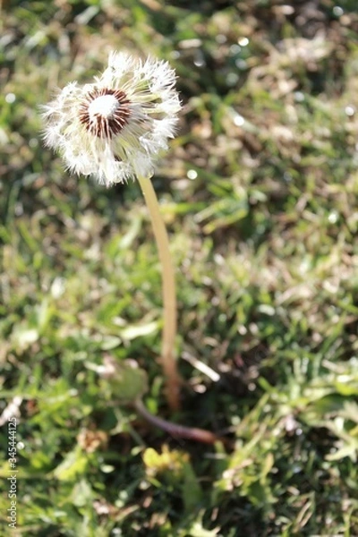 Fototapeta dandelion seed head