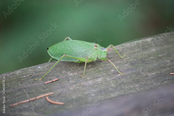 Fototapeta Green Bug