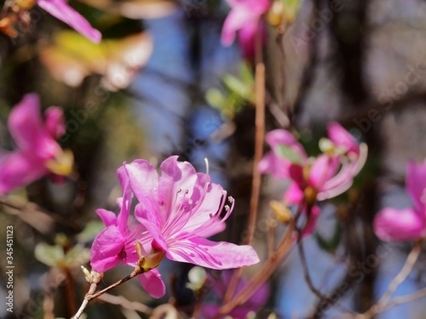 Obraz 里山の春を彩るコバノミツバツツジの花