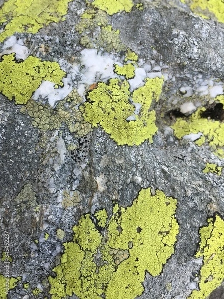 Obraz Lichen on rocks