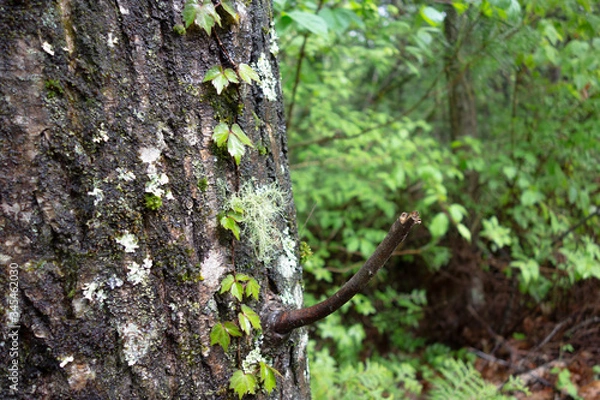Fototapeta 森林地帯