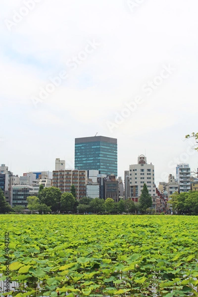 Fototapeta あじさい　上野公園