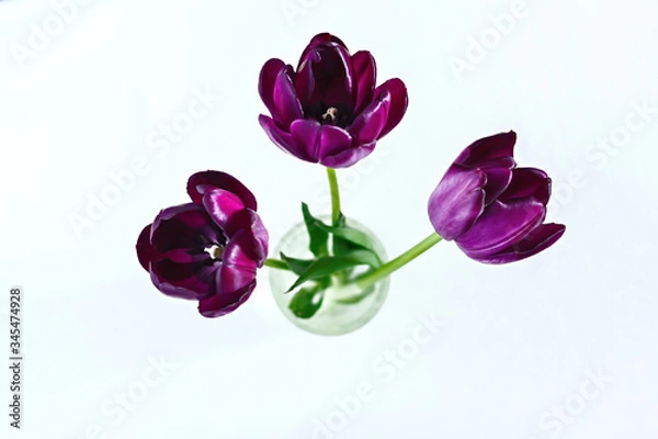 Fototapeta purple spring tulips in huge bunch as background image