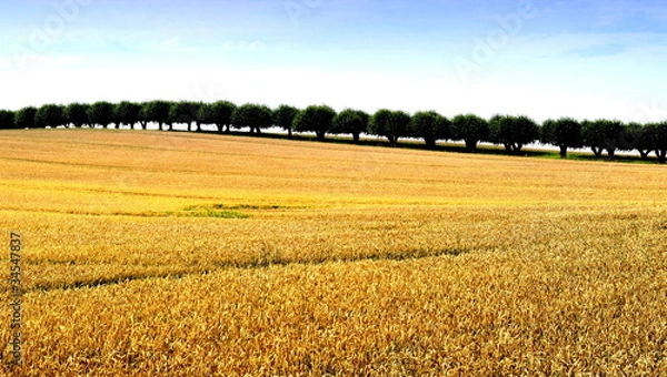 Obraz Getreidefeld vor Baumallee