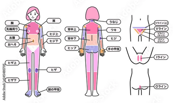 Fototapeta 女性 脱毛箇所 体