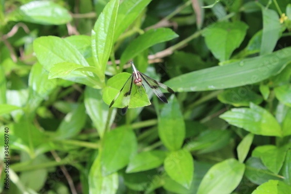 Obraz dragonfly on a green leaf