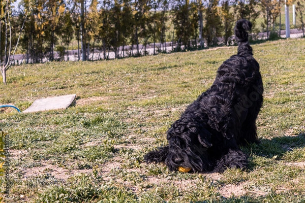 Obraz breed dog breeds and training