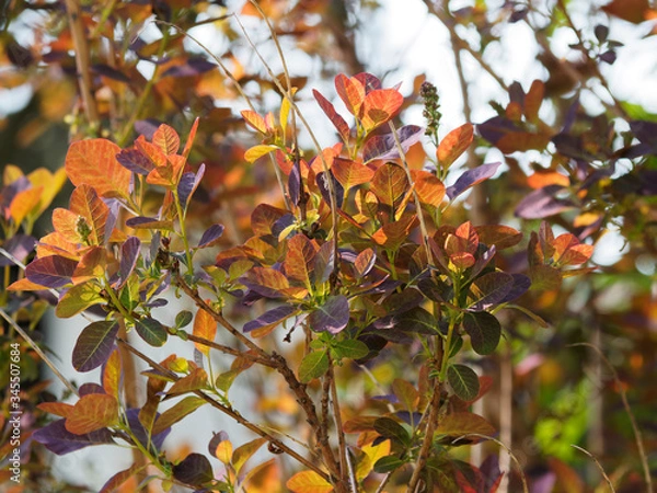 Obraz Cotinus coggygria | European or Eurasian smoketree, spectacular ornamental multi-stemmed shrub with purple foliage 
