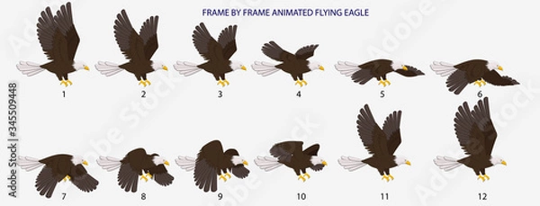 Obraz Eagle Fly Cycle, Frame By Frame Animated Flying Bald Eagle Vector Illustration for 2D Animation, Motiongraphics, Infographics