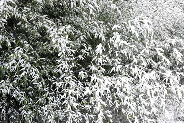 Fototapeta 눈이 내린 대나무 숲