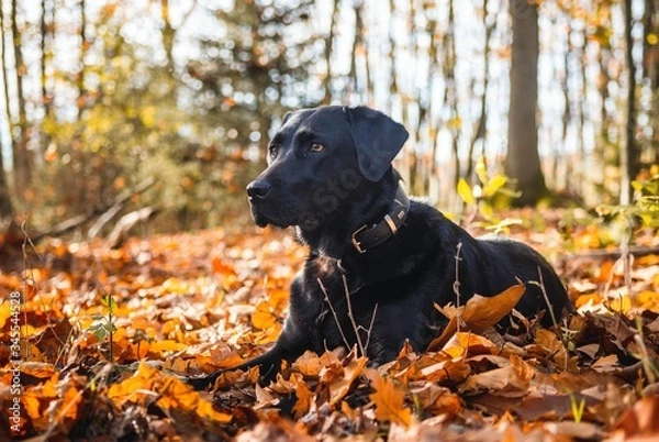 Fototapeta Labrador in leaf