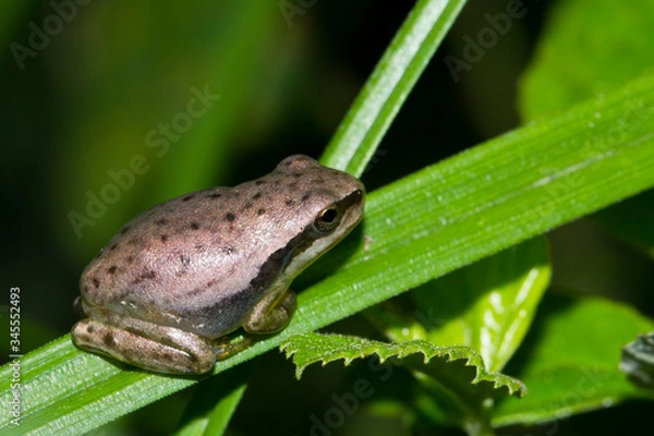 Fototapeta Ranita meridional (Hyla meridionalis) de color crema sobre la hoja.