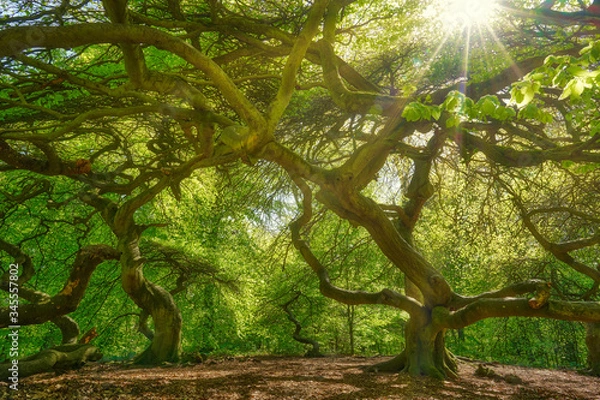 Fototapeta witches forest, mystic landscape with crippled beech trees in a forest in summer, sunbeams pour through trees in forest, germany, island Rügen