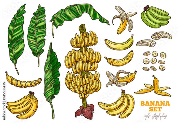 Obraz Bananas tree and tropical fruit vector set. Palms foliage and leaves. Sketch hand drawn collection