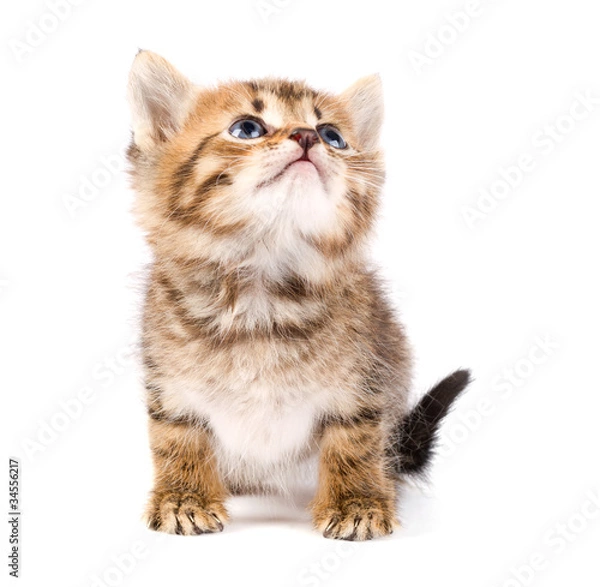 Fototapeta Funny kitten