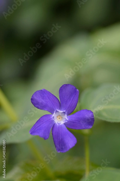 Obraz Lesser Periwinkle