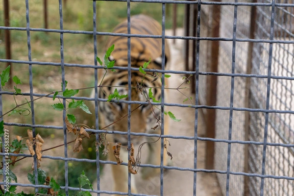 Fototapeta tiger at the zoo