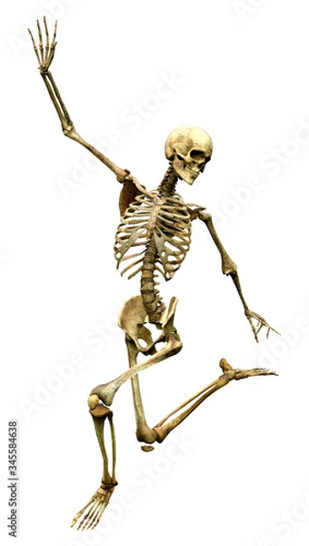 Fototapeta 3D Rendering Human Skeleton on White