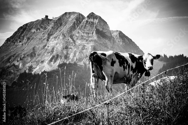 Obraz Moléson's cow