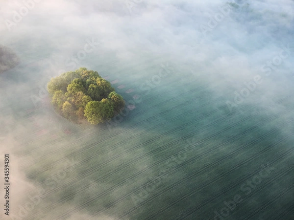 Fototapeta foggy forest
