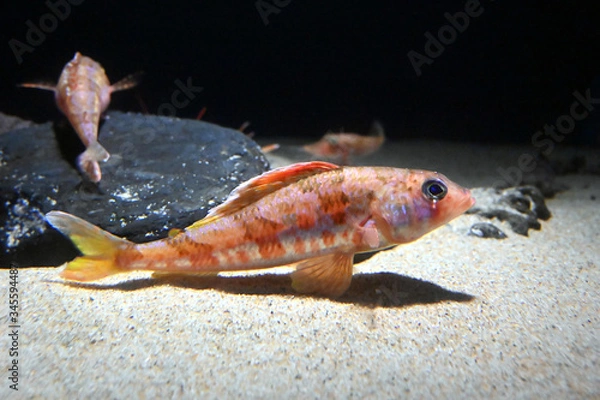 Obraz 水底で休息するとても美しい魚　カナガシラ