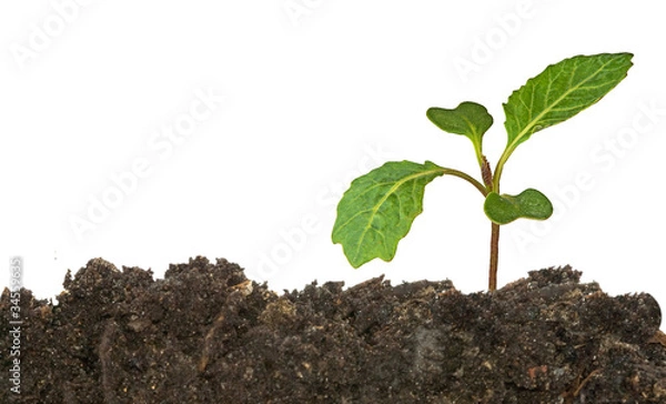 Obraz Cabbage seedling isolated on white background
