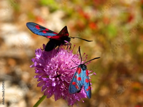 Obraz Zygène du trèfle