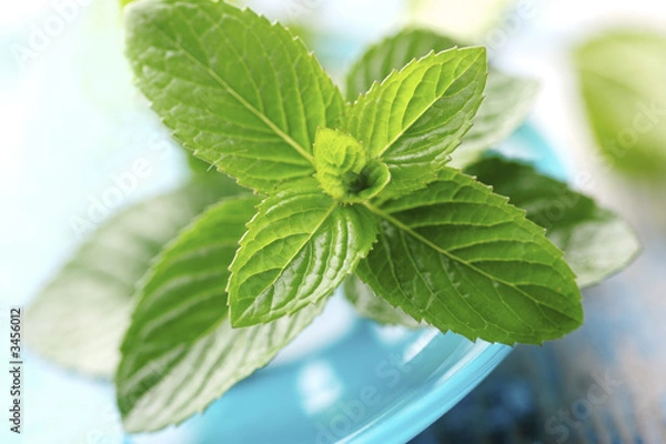 Obraz świeża mięta