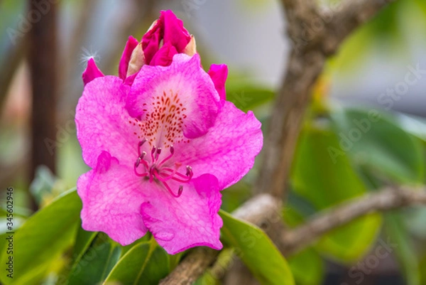 Obraz Rhododendron