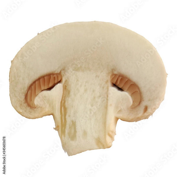 Fototapeta One single champignon mushroom slice isolated on white background macro photo