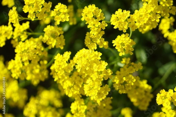 Obraz yellow flowers