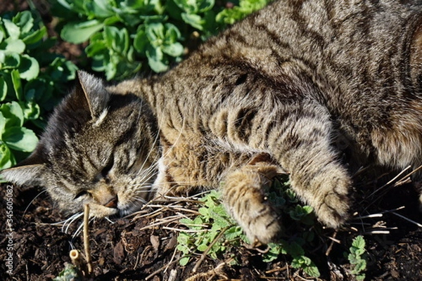 Obraz cat lying in the sun