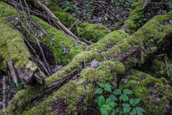 Obraz fallen tree with moss