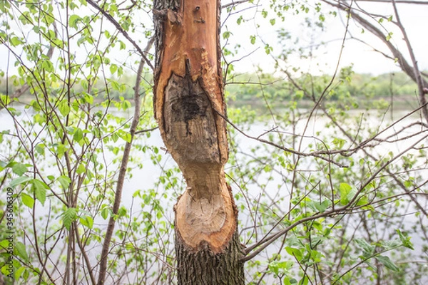 Obraz tree damaged by beavers