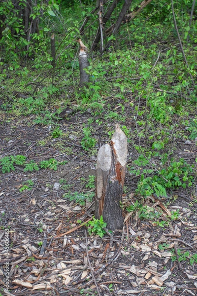 Obraz tree damaged by beavers