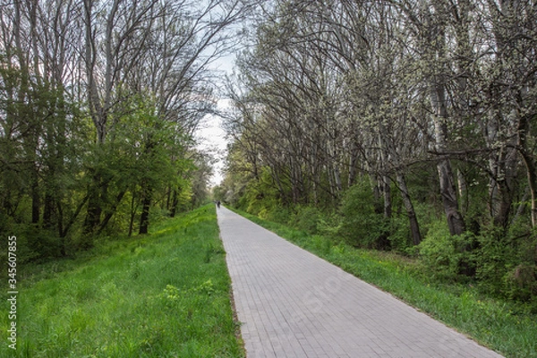 Fototapeta patch for bicycles running throughs the forrest
