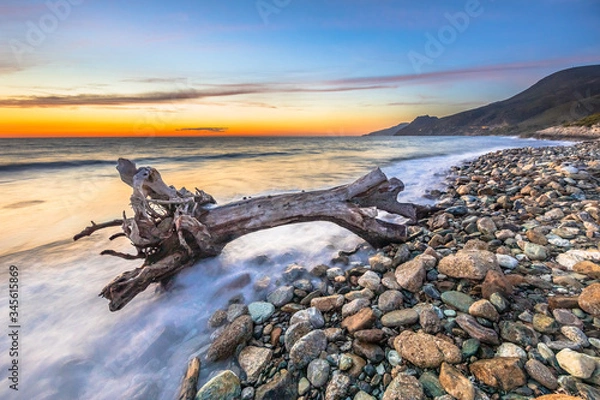 Obraz Tree trunk driftwood