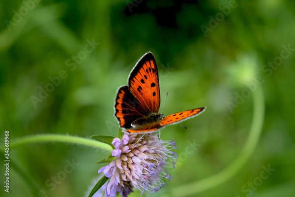 Obraz butterfly on flower