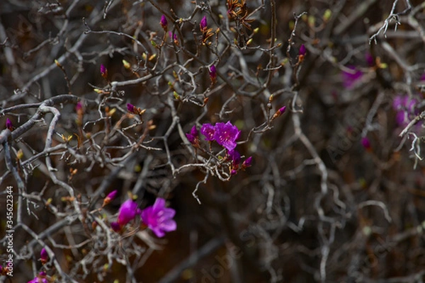 Obraz Pink rhododendron flowers