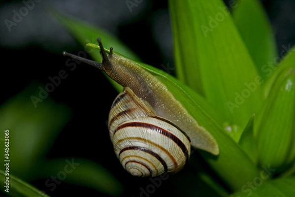 Obraz snail on a leaf