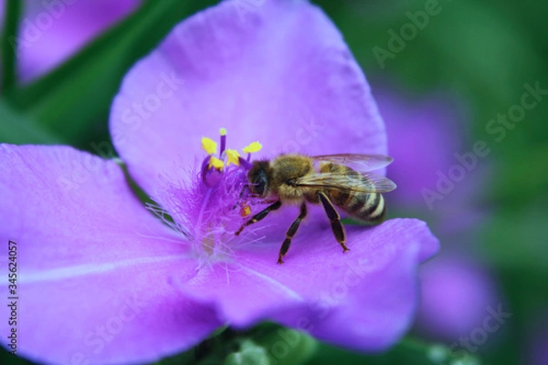 Obraz bee on a flower