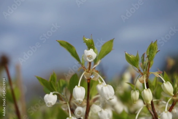 Obraz ドウダンツツジ