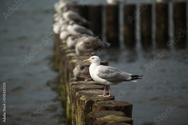 Fototapeta Seagull's 