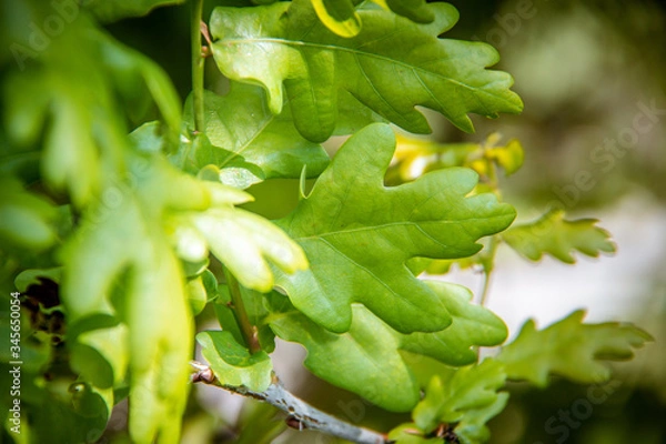 Fototapeta oak leaf in a forest