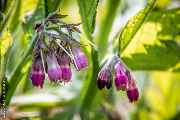 Fototapeta purple iris flower