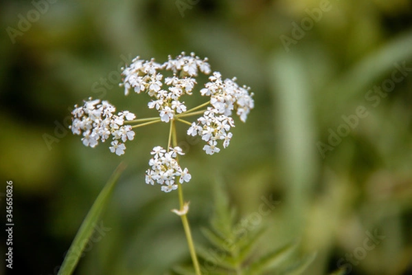Obraz white flowers on green background